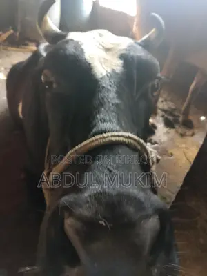 হলিস্টিন ফ্রিজিয়ান গাভী