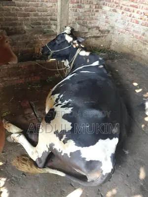 হলিস্টিন ফ্রিজিয়ান গাভী