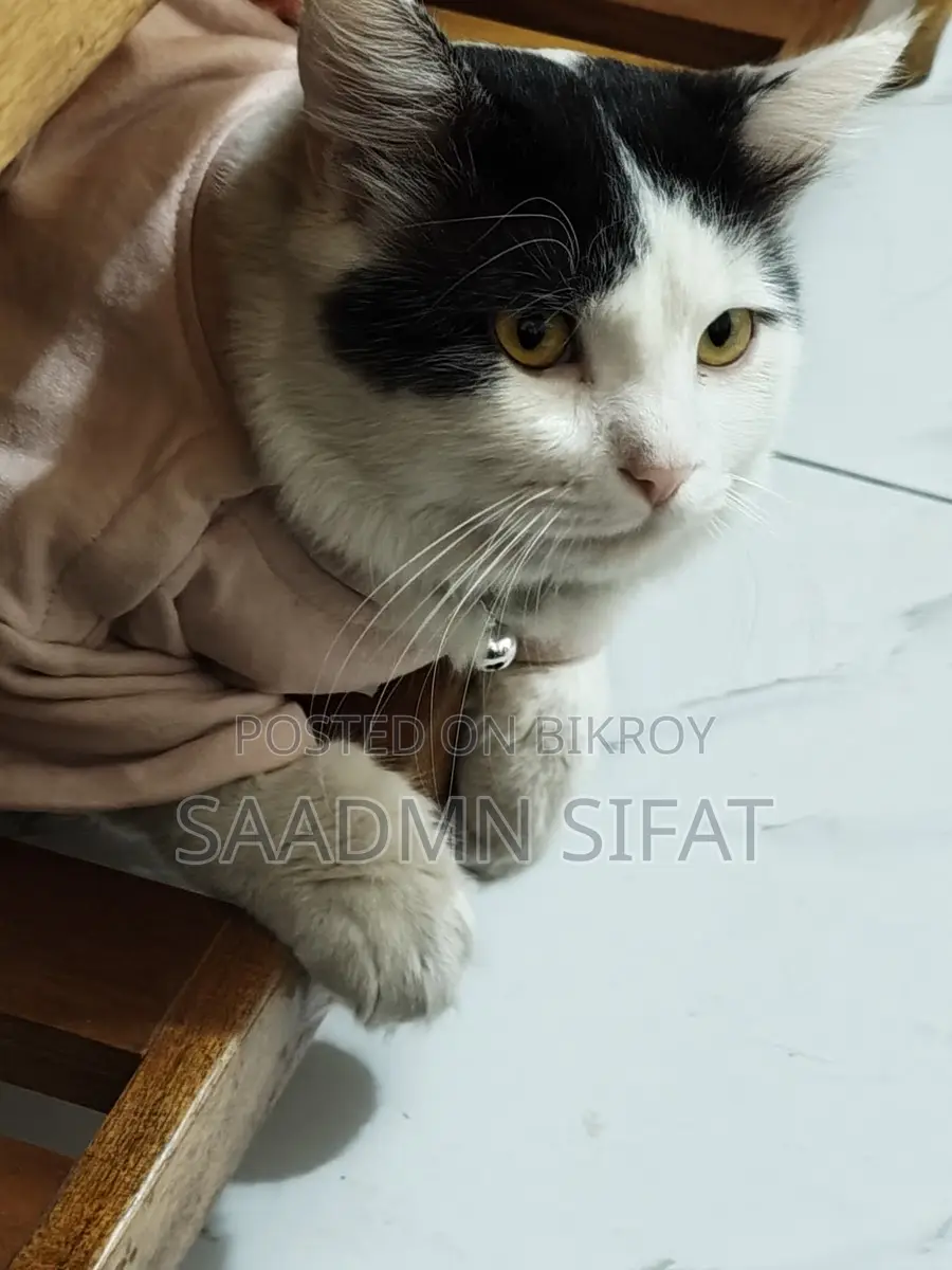 Cat for Adoption Urgent
