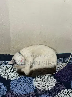 Cat for Adoption Urgent