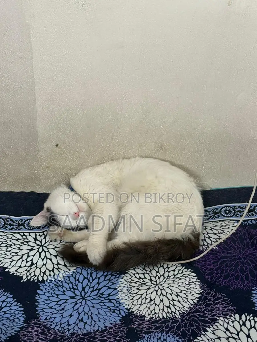Cat for Adoption Urgent