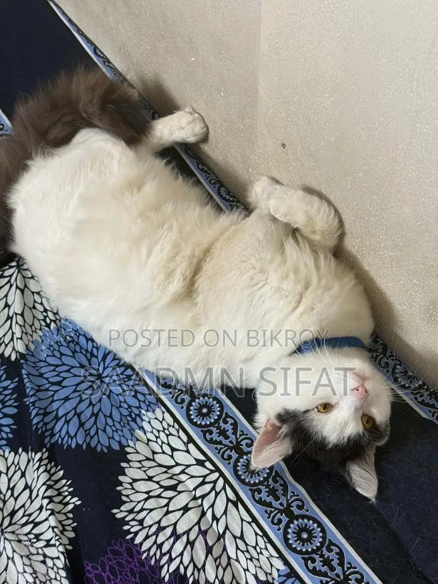 Cat for Adoption Urgent