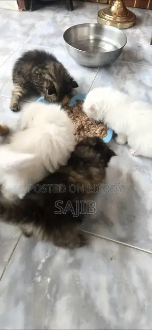 Tripple Coat Male and Female