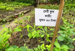 Land Sale in Gulshan