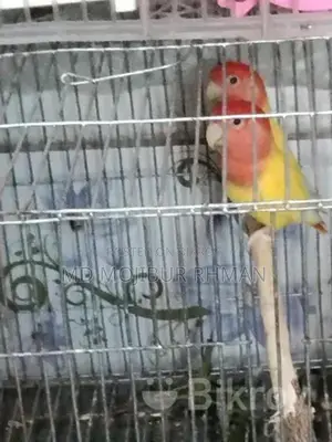 One Pair of Cockatiel Birds with Eggs and One Pair of Lovebirds for Sale