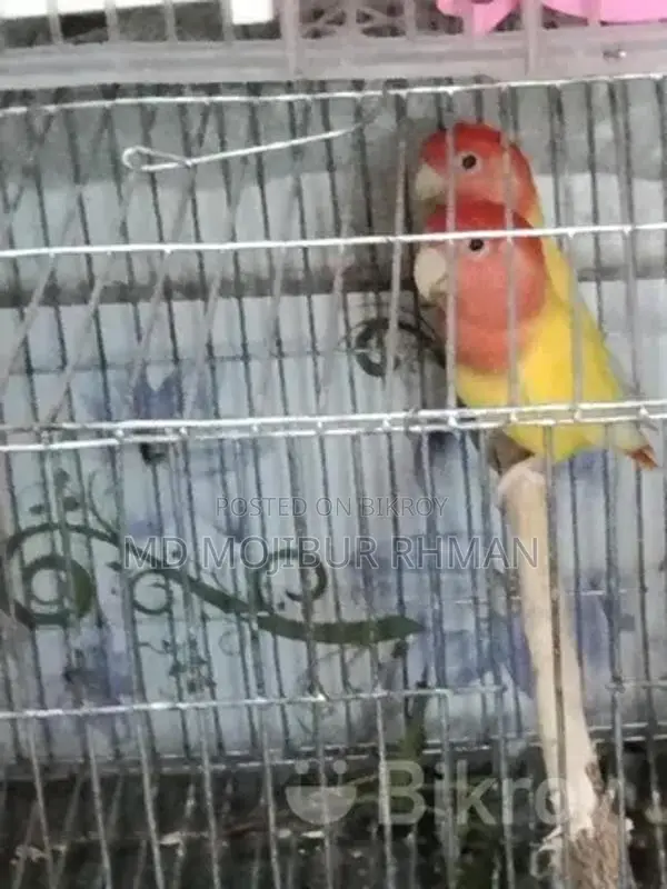 One Pair of Cockatiel Birds with Eggs and One Pair of Lovebirds for Sale