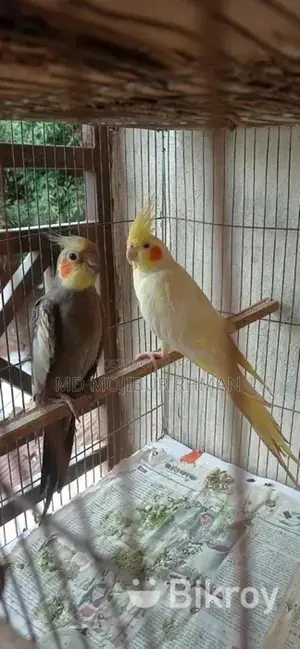 One Pair of Cockatiel Birds with Eggs and One Pair of Lovebirds for Sale