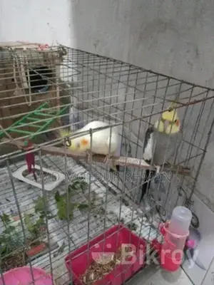 One Pair of Cockatiel Birds with Eggs and One Pair of Lovebirds for Sale