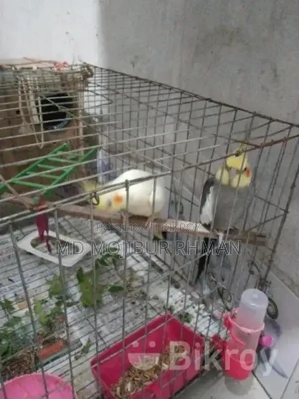 One Pair of Cockatiel Birds with Eggs and One Pair of Lovebirds for Sale
