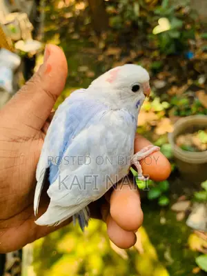 টেম সাইজ বাজরিগার