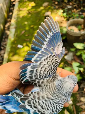 টেম সাইজ বাজরিগার