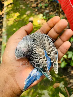 টেম সাইজ বাজরিগার