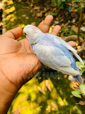 টেম সাইজ বাজরিগার