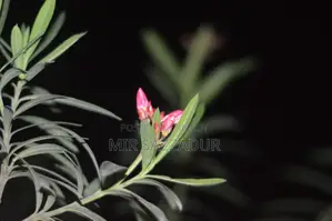 Nikon D3000 (কানাডা থেকে আনা)