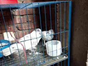 এক জোড়া কবুতর বিক্রি হবে
