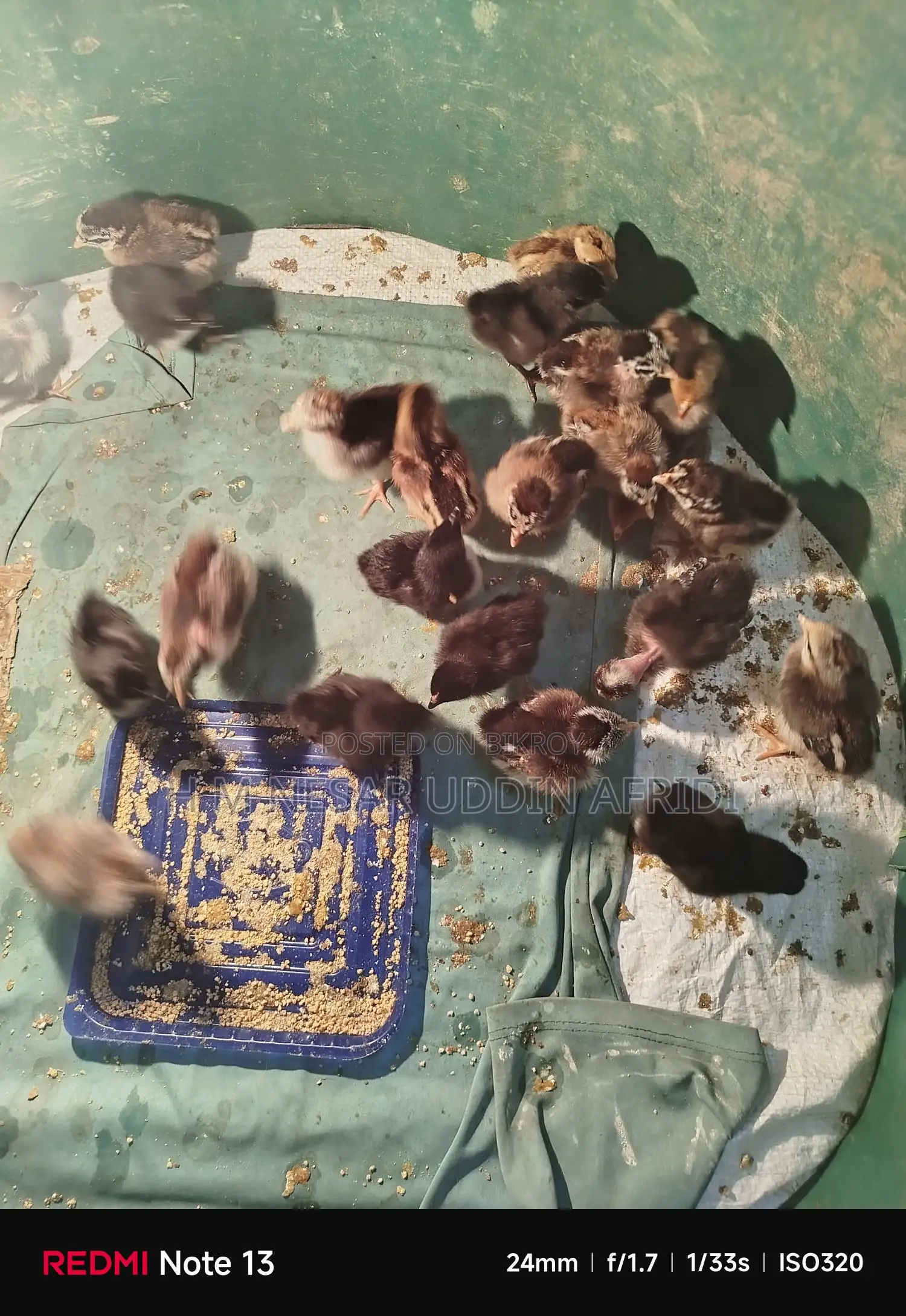 Native Chicken Chicks