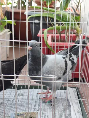 কিং বেবি