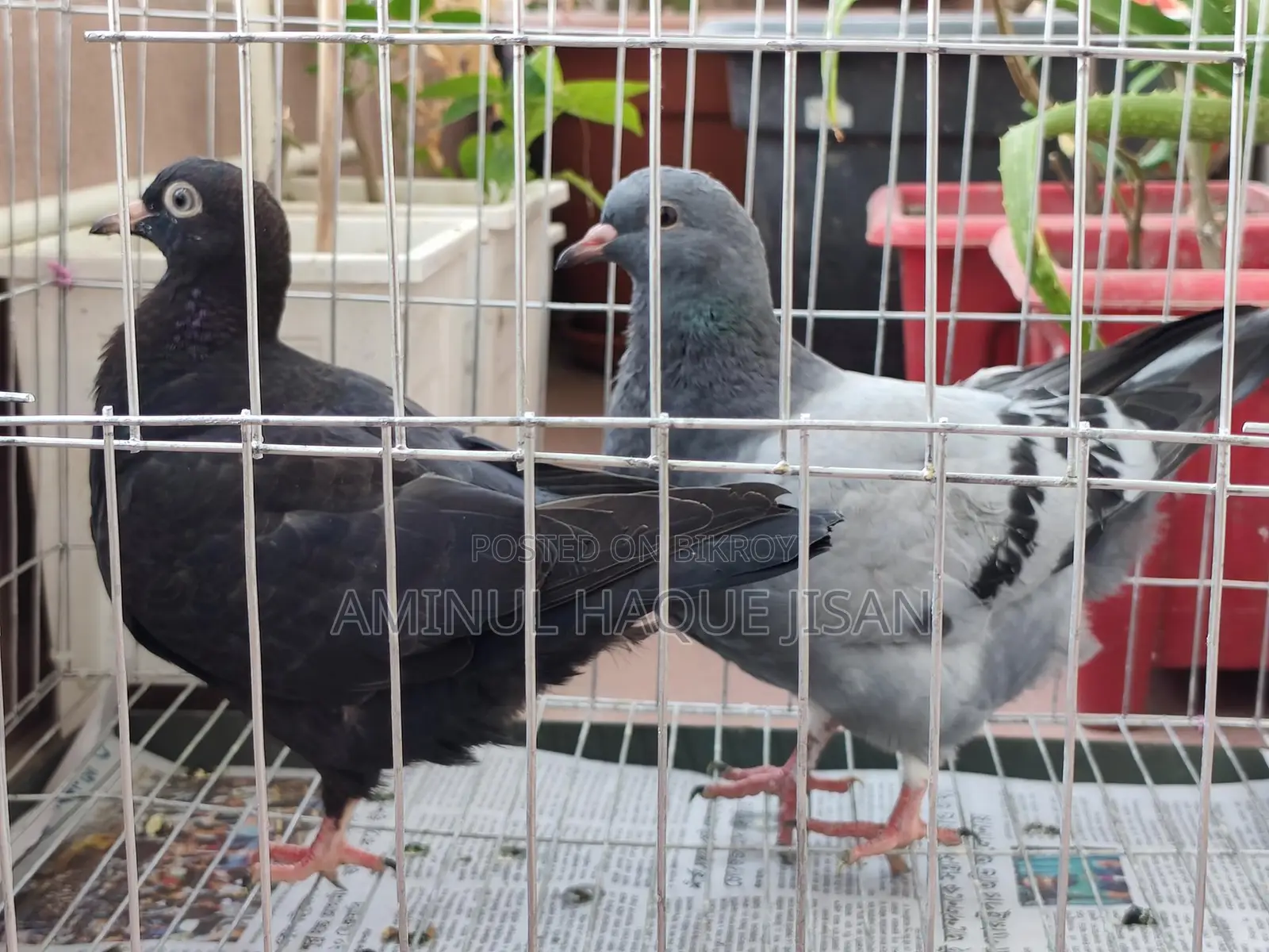 কিং বেবি