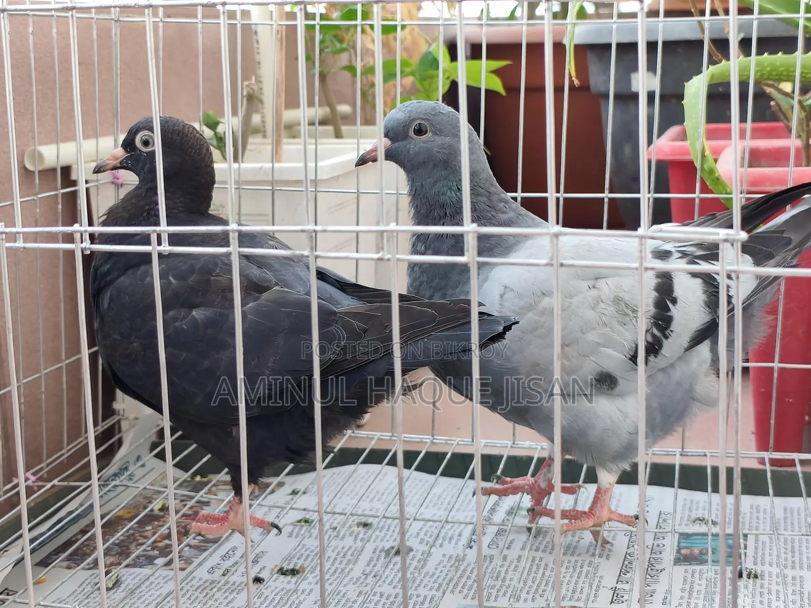 কিং বেবি