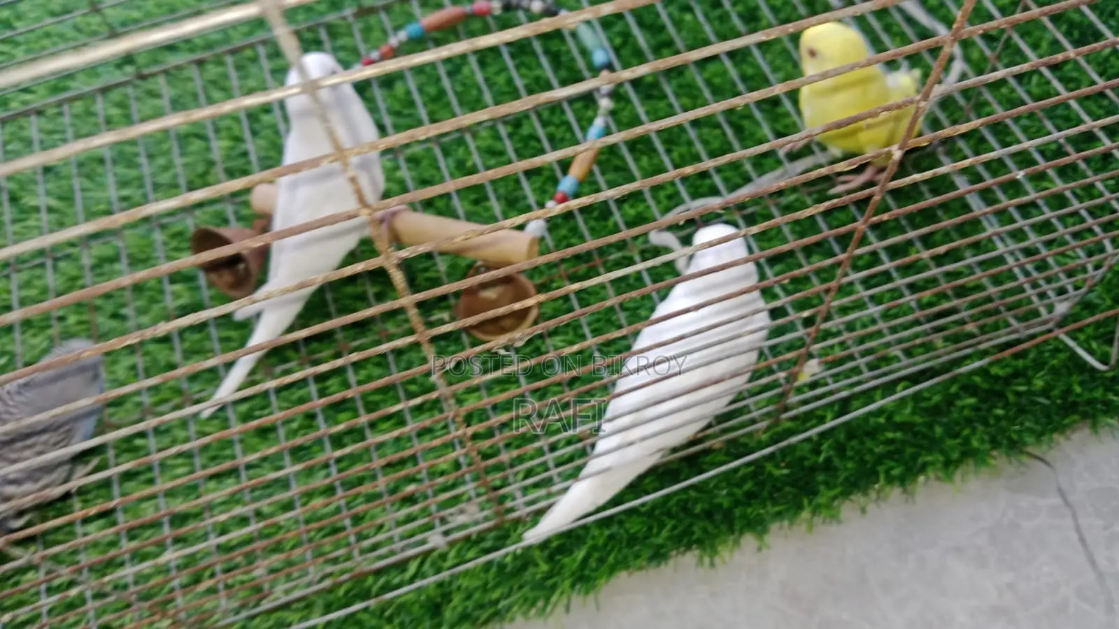 Baby Bird