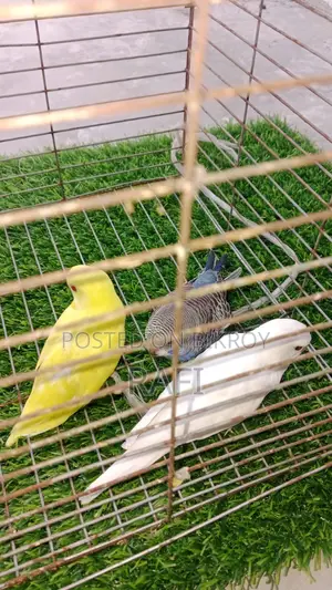 Baby Bird