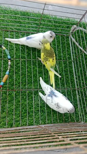 Baby Bird