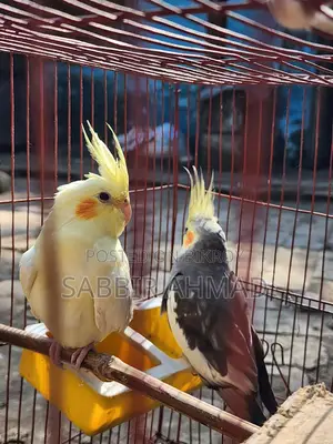 ১ জোড়া ককাটেইল পাখি বিক্রি হবে