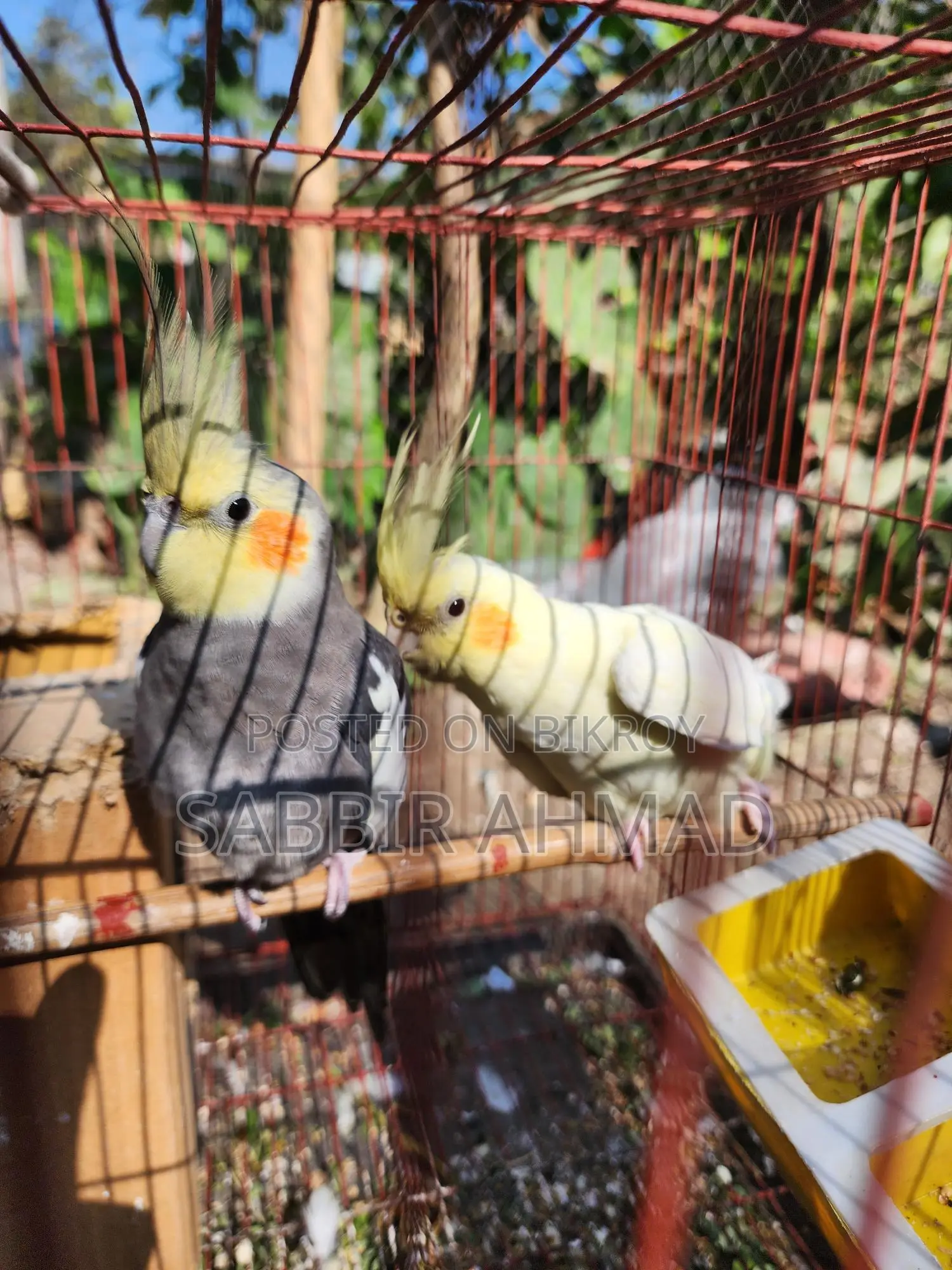 ১ জোড়া ককাটেইল পাখি বিক্রি হবে