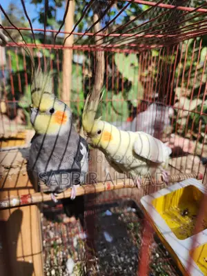 ১ জোড়া ককাটেইল পাখি বিক্রি হবে