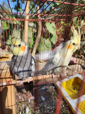১ জোড়া ককাটেইল পাখি বিক্রি হবে