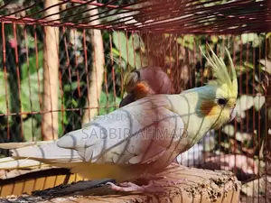 ১ জোড়া ককাটেইল পাখি বিক্রি হবে