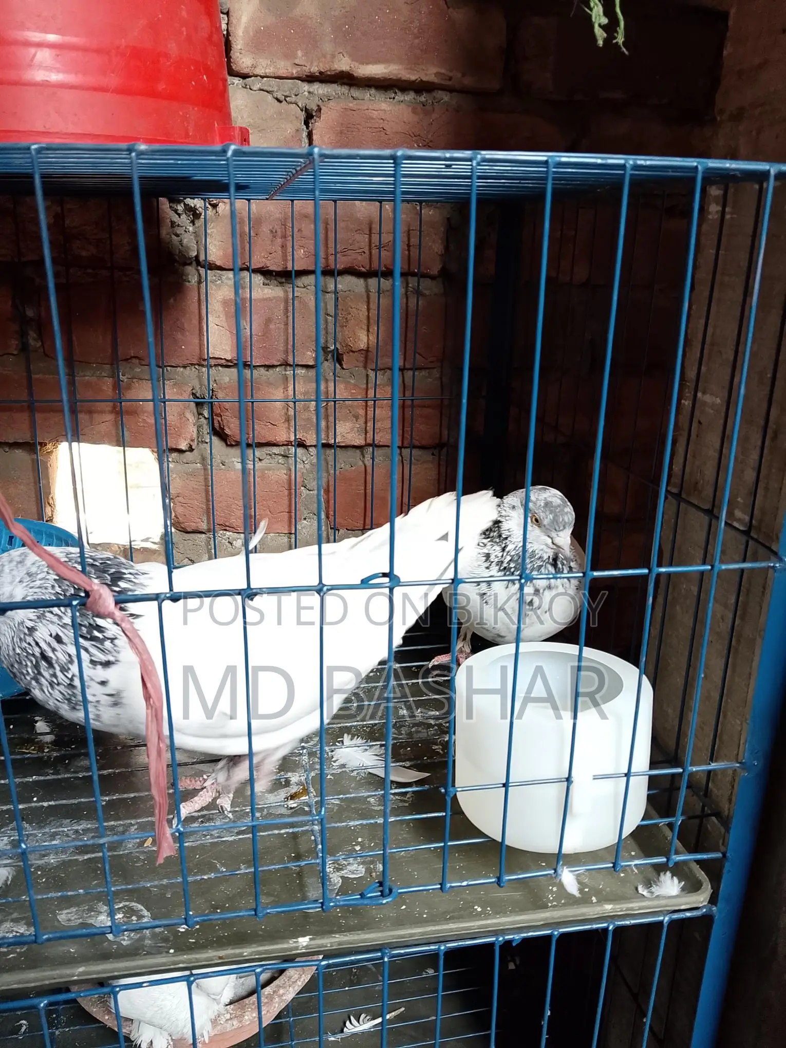 কবুতর এক জোড়া