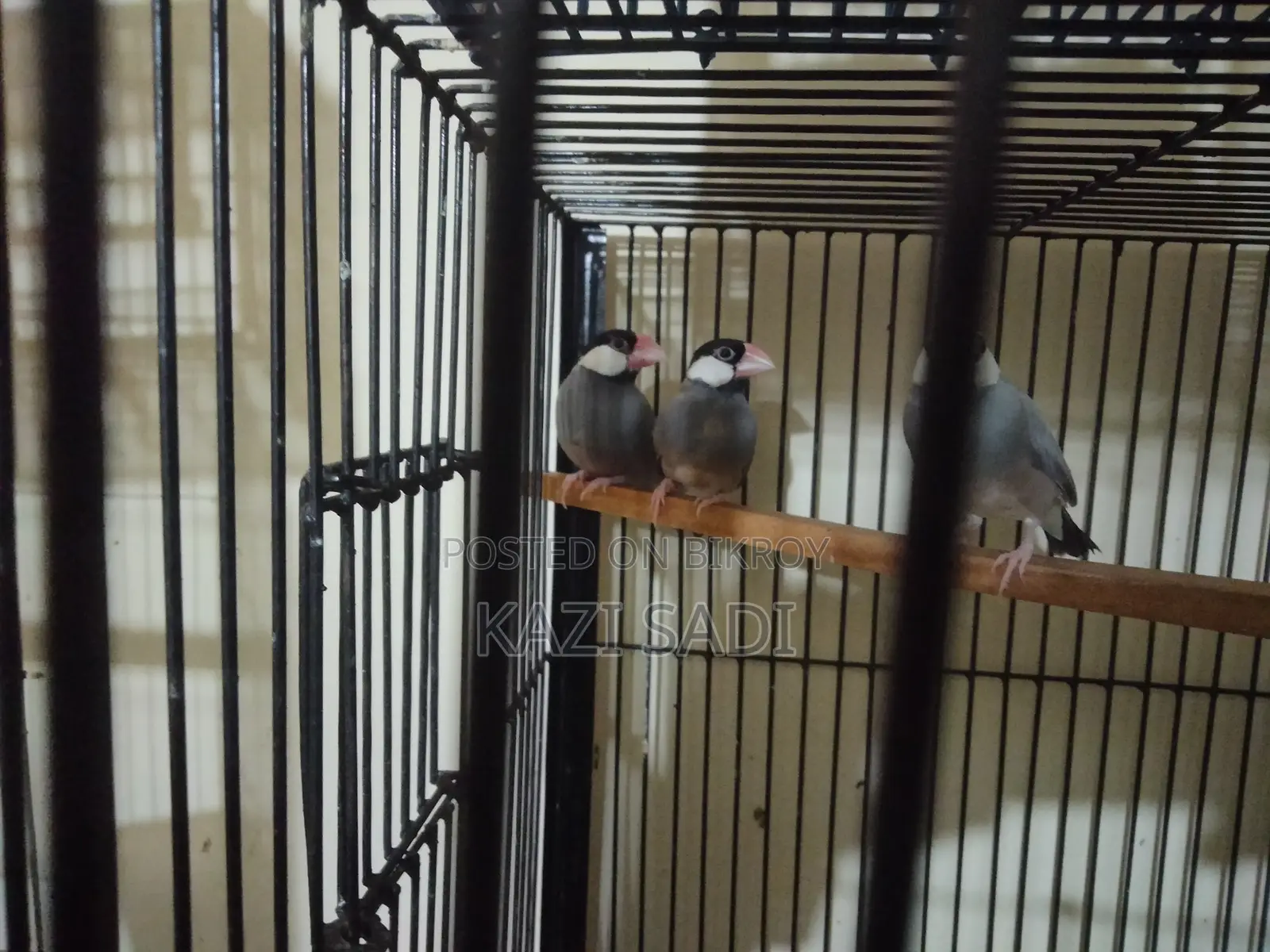 Java Male Bird