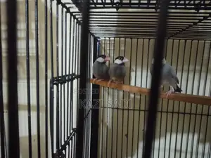 Java Male Bird