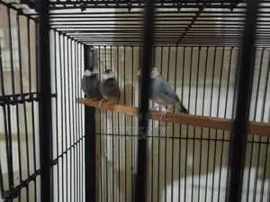 Java Male Bird