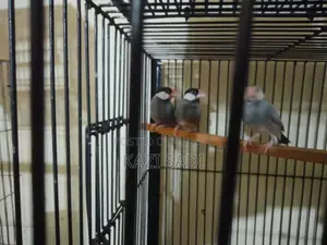 Java Male Bird
