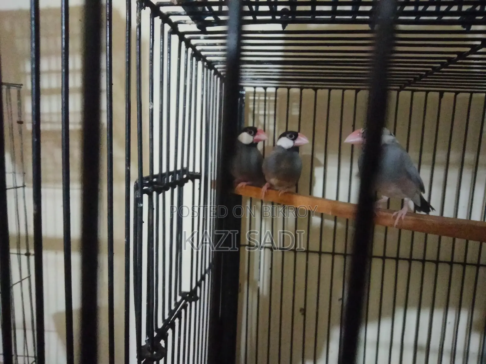 Java Male Bird