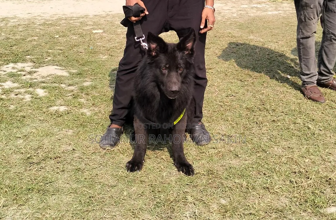 জার্মান শেফার্ড