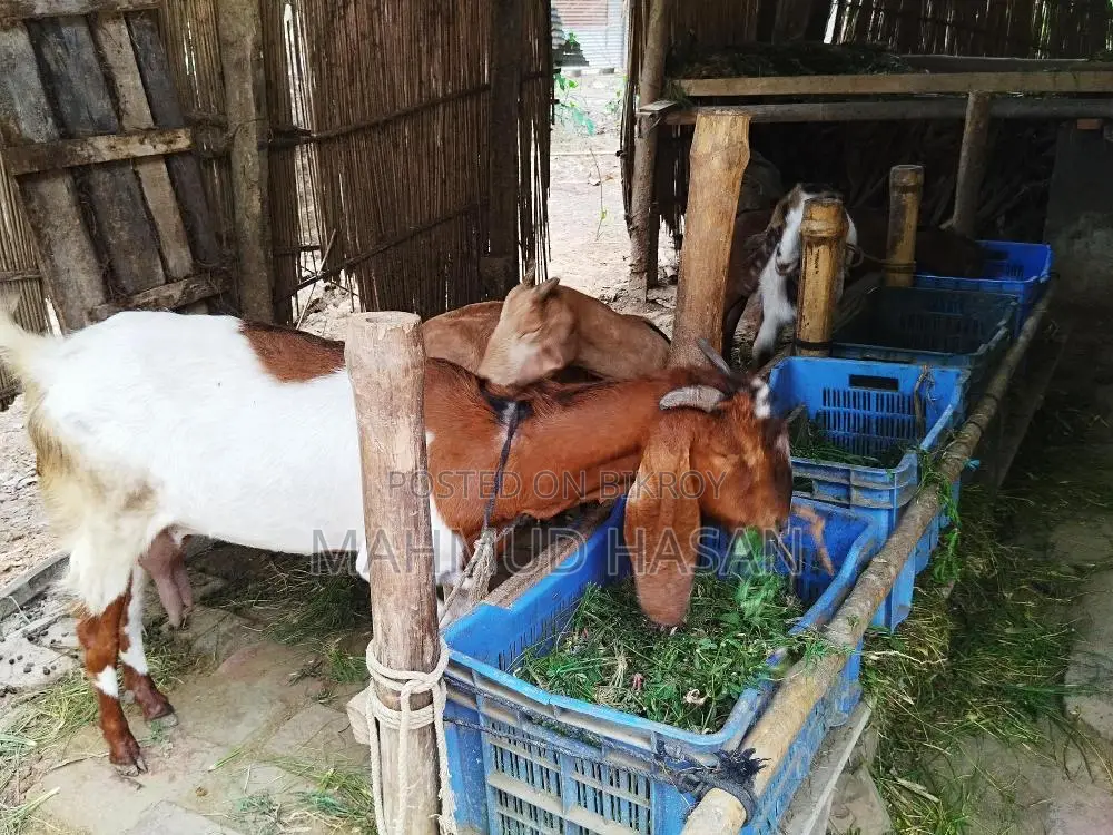 Ram Goat