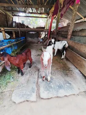 Ram Goat