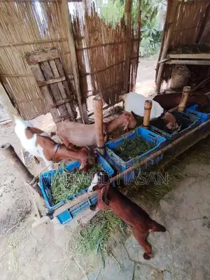 Ram Goat