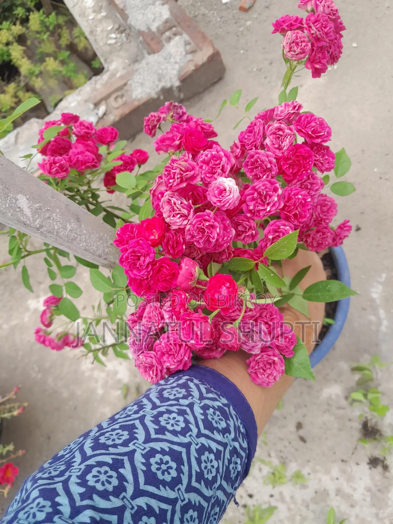 হাজারী গোলাপের চারা