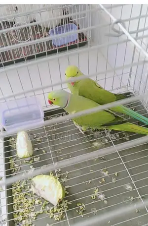 Indian Ringneck Parrot
