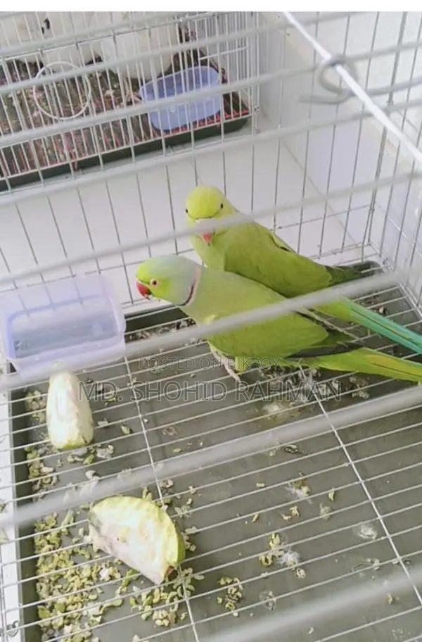 Indian Ringneck Parrot