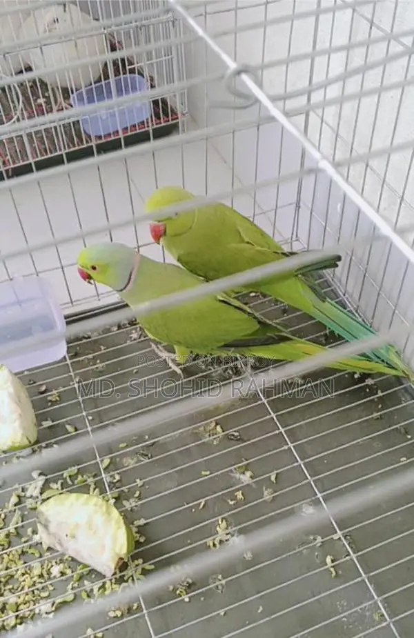 Indian Ringneck Parrot