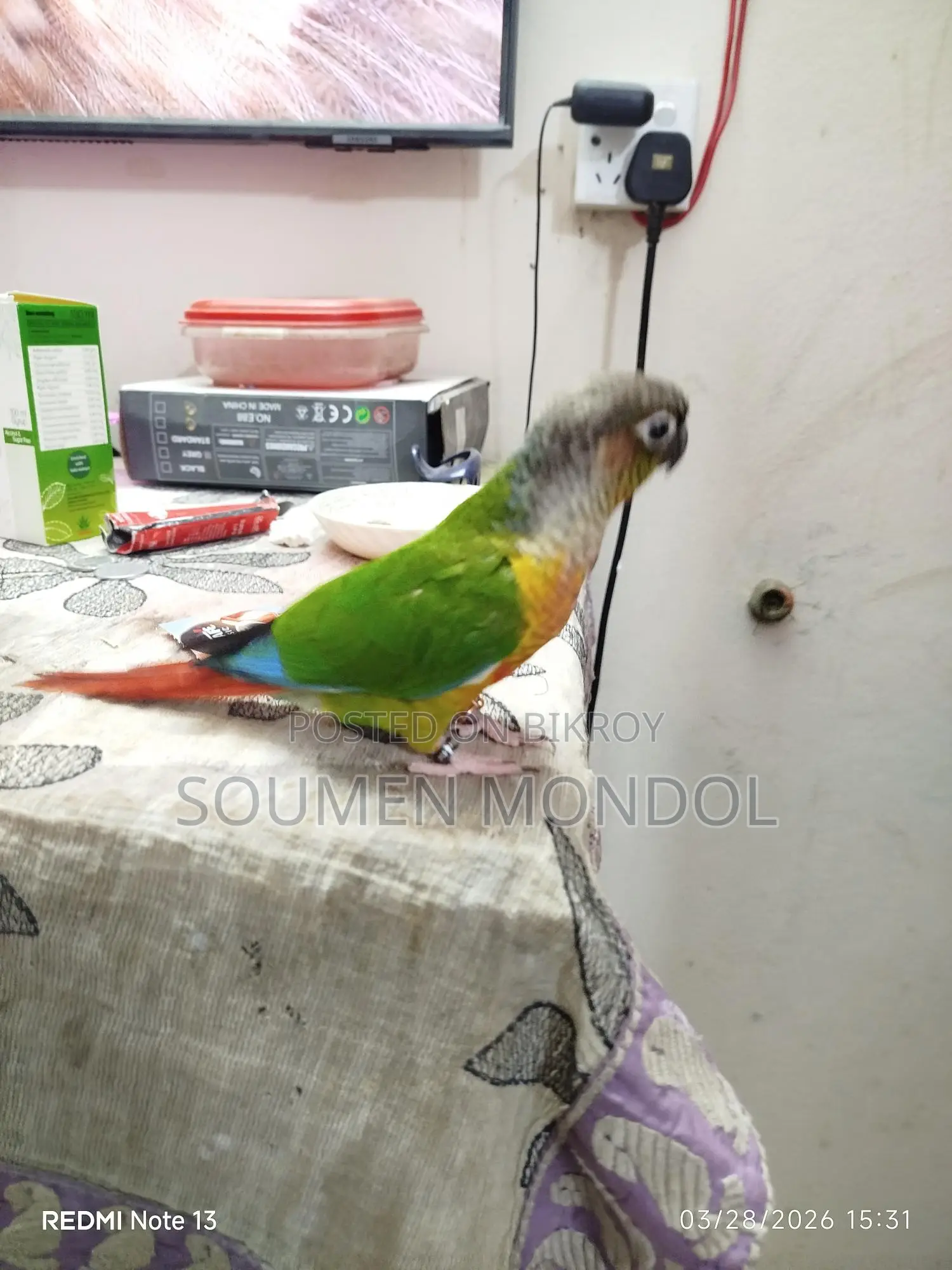 Super Tame Yellow Sided Conure