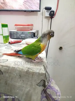 সুপার টেম ইয়েলো সাইডেড কনুর