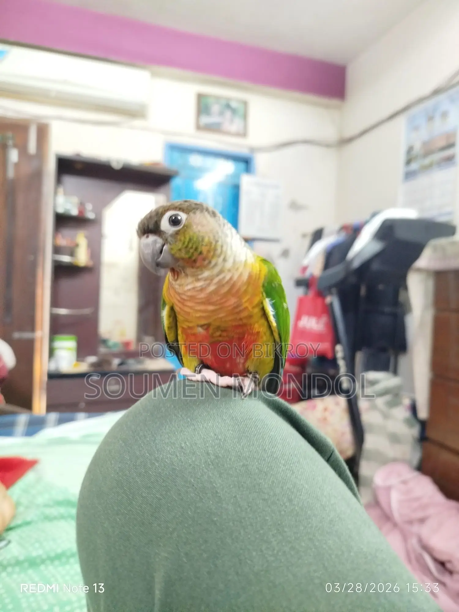 Super Tame Yellow Sided Conure