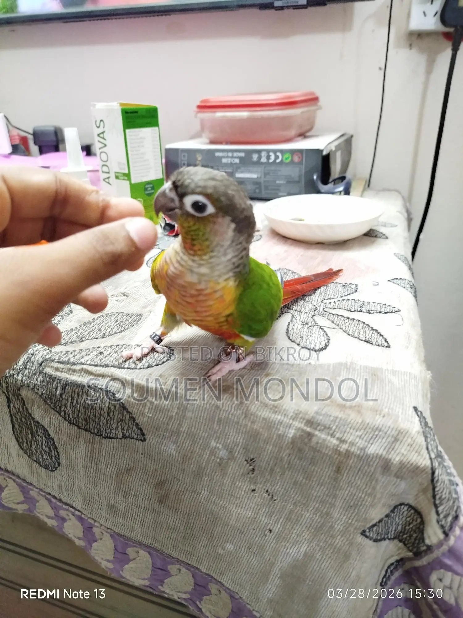Super Tame Yellow Sided Conure