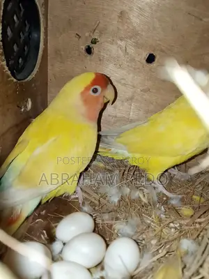 লাভবার্ডস পাখি রানিং